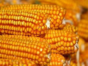冬季山东玉米种子价格会有波动吗？快来了解下吧