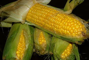 沈阳山东优良玉米种是什么？