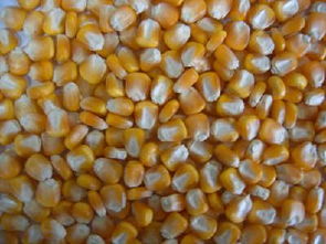 沈阳山东玉米种子价格未来发展趋势？