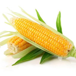 沈阳山东玉米种子价格高的品种有哪优势？
