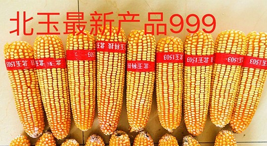 沈阳山东玉米杂交种子纯度标准